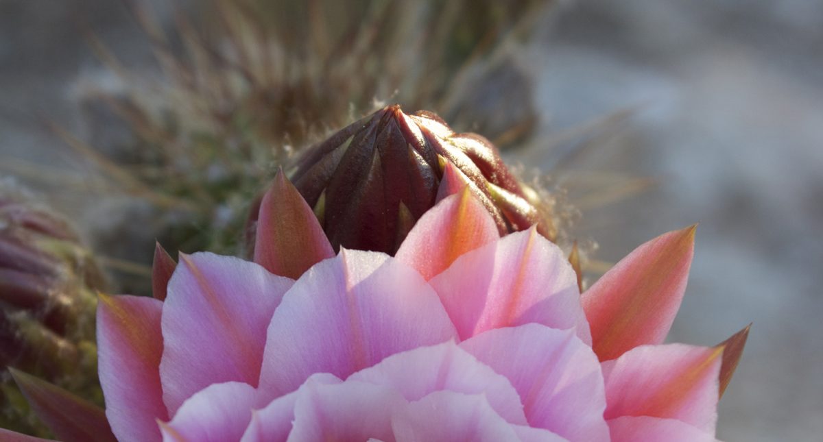 A pink flower on a cactus