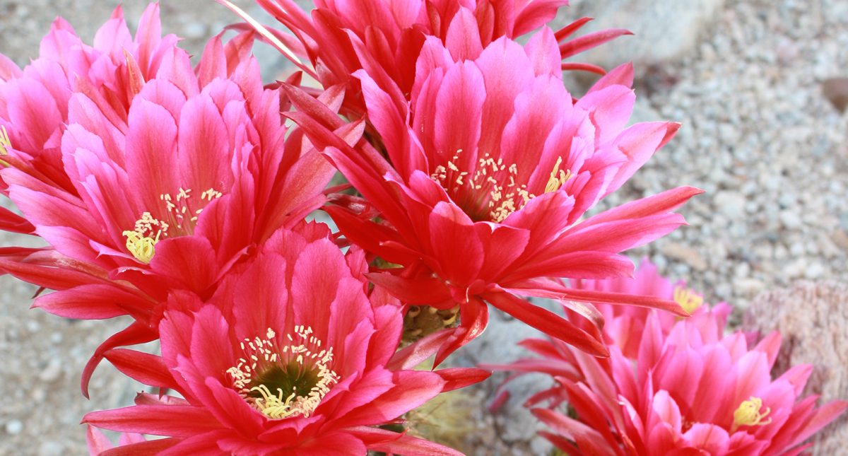 Multiple pink flowers blooming from a cactus